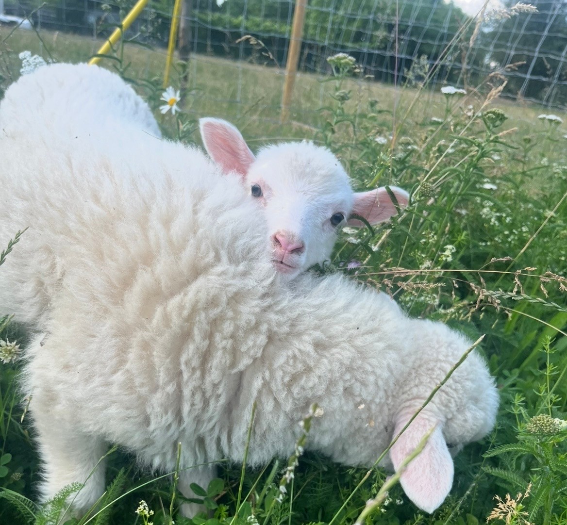 Zwei Lämmchen im Tiergarten